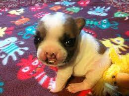 Meet A Tiny French Bulldog Puppy Named Lentil Bulldog Puppies Really Cute Puppies French Bulldog Puppies