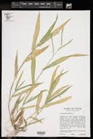 Image result for Urochloa panicoides