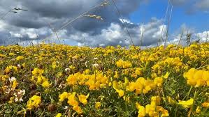 Image result for Adenocarpus