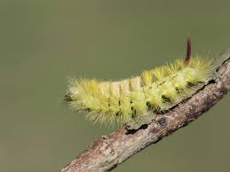 Maybe you would like to learn more about one of these? Pale Tussock Moth