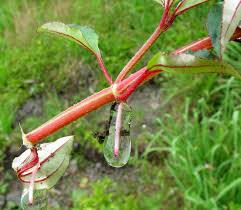 Image result for Heterotis decumbens