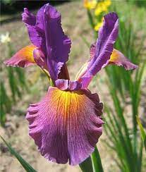 Pin On Spuria Irises