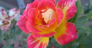 Blog Not Found Beautiful Flowers Rose Flowers