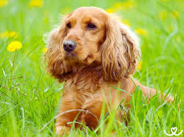 Image result for anglický barvář