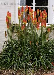 Plantfiles Pictures Red Hot Poker Torch Lily Tritoma Christmas Cheer Kniphofia 2 By Kelli Planting Flowers Red Hot Poker Plant Backyard Flowers Garden