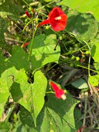 Image result for Ipomoea hederifolia