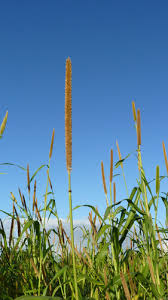 Image result for Cenchrus americanus