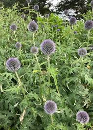 Image result for Aeollanthus homblei