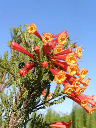 Image result for Tecoma fulva