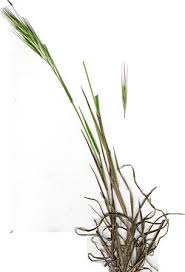 Image result for Bromus diandrus