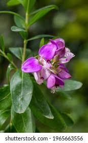 Image result for Polygala persicariifolia