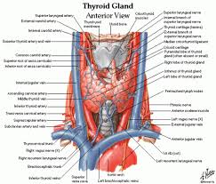 Pin On Slp Anatomy And Physiology