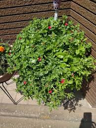 多肉植物です 夏にかけて赤い花が咲きます 冬場は葉はほと 園芸相談q A みんなの趣味の園芸