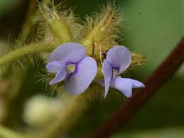 Image result for Calopogonium mucunoides