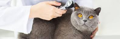 Can aspirating the hematoma be done at home with success? 5 Home Remedies For Ear Mites In Cats