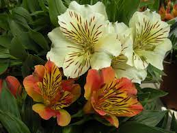 Alstromeria Types Of Flowers Different Kinds Of Flowers Flowers