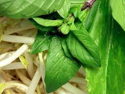 Thai Basil And Bean Sprout Served With Pho Thai Basil Vietnamese Pho Pho Ingredients