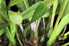 Image result for Polystachya leonardiana