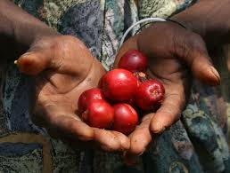 Image result for Anisophyllea boehmii