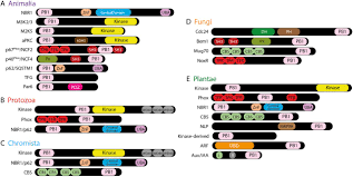 Deep Evolutionary History Of The Phox And Bem1 Pb1 Domain Across Eukaryotes Biorxiv