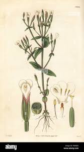 Image result for Canscora alata