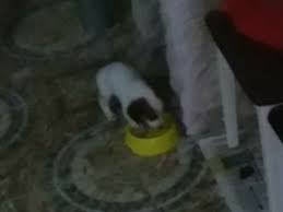 Vefat Eden Kopegim Lucky Steemit