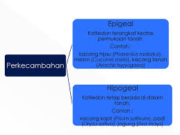 Bunga matahari, bunga ajeran, dan bunga legetan; Pertumbuhan Perkembangan Pada Tumbuhan Ppt Download