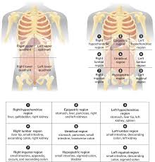 The quadrants are referred to according to their location in the abdomen. Solved Chapter 1 Problem 04 A Visual Analogy Guide To Human Anatomy 4th Edition