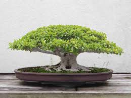 Select a container that is slightly larger than the oak tree's root system to allow room for. Bonsai Tree Farming How To Start For Profit Idea2makemoney