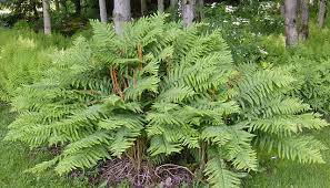 Seeds protect the embryonic plant during its early stages and store food. Plant Evolution And Diversity Seedless Vascular Plants Shmoop