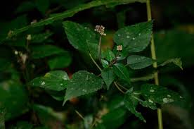 Image result for Laportea ovalifolia