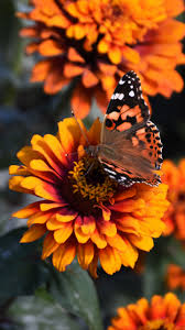 Best hd wallpapers of flowers, desktop backgrounds for pc & mac, laptop, tablet, mobile phone. Best Butterfly Wallpaper Wallpapers Butterfly Wallpaper Wallpapers Free Download Wallpaperkiss 1