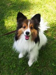 Discover more posts about papillon mix. Pappy Sheltie Papillon Mix Papillon Mix Sheltie Dog Mixes