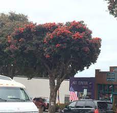 The california historical landmark is located at 400 glen drive in oroville, california. Found This Tree With Orange Flowers In Morro Bay Ca Whatsthisplant