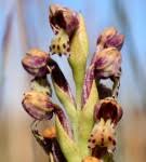 Image result for Brachycorythis velutina