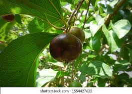 Image result for Flacourtia indica