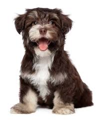 The cheapest offer starts at £20. Havanese Dogs Are Friendly Playful And Easy To Train