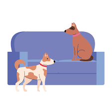 Am 12.06.2021 hat unsere hündin 2 süße mädels auf die welt gebracht. Susse Hunde Haustiere Auf Der Couch Im Weissen Hintergrund 1894634 Vektor Kunst Bei Vecteezy