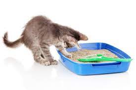 Sprinkle additional pellets on the surface to maintain the litter box. The 5 Best Non Tracking Cat Litter Of 2021 All About Cats