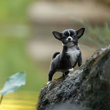 Chihuahuas remained a rarity until the early 20th century and the american kennel club. Chihuahua Geschichte Charakter Wesen Passion Hund