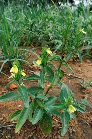 Image result for Justicia flava