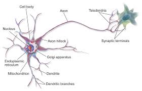 Therefore, the nucleus is the information center. Neuron Wikipedia