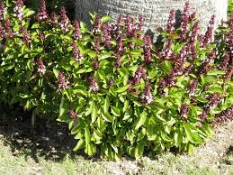 Image result for Ocimum americanum