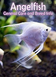 It is considered one of the most attractive of all of the angelfish. Angelfish General Care And Breed Info