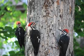 Pileated woodpecker excavations at hay creek. Hear The Differing Drumbeats Of Woodpeckers Audubon