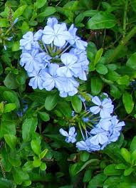 We did not find results for: Imperial Blue Plumbago Live Plants 3 To 5 Inches Tall Etsy