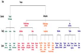 primate info net primate taxonomy script