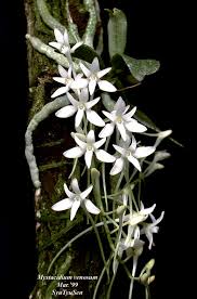 Image result for Mystacidium venosum