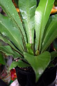Image result for Asplenium laurentii