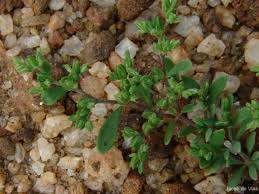 Image result for Polycarpon prostratum